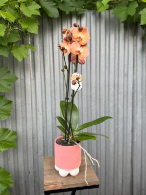 Phalaenopsis Orange Heart | Storczyk