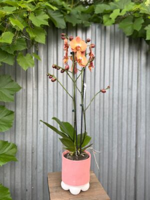 Phalaenopsis Orange Heart | Storczyk