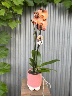 Phalaenopsis Orange Heart | Storczyk