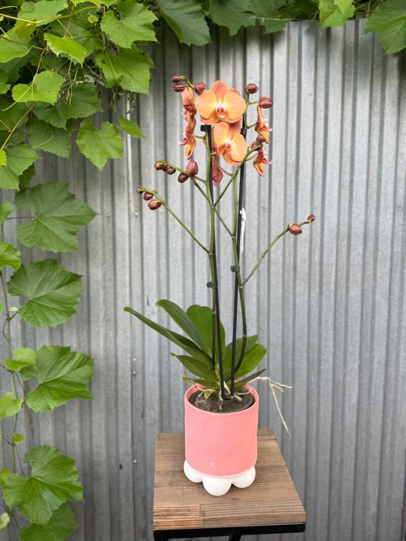 Phalaenopsis Orange Heart | Storczyk