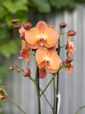 Phalaenopsis Orange Heart | Storczyk