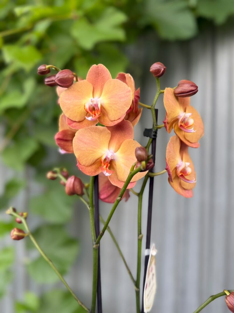 Phalaenopsis Orange Heart | Storczyk