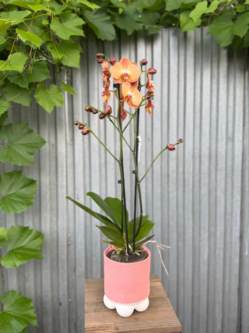 Phalaenopsis Orange Heart | Storczyk