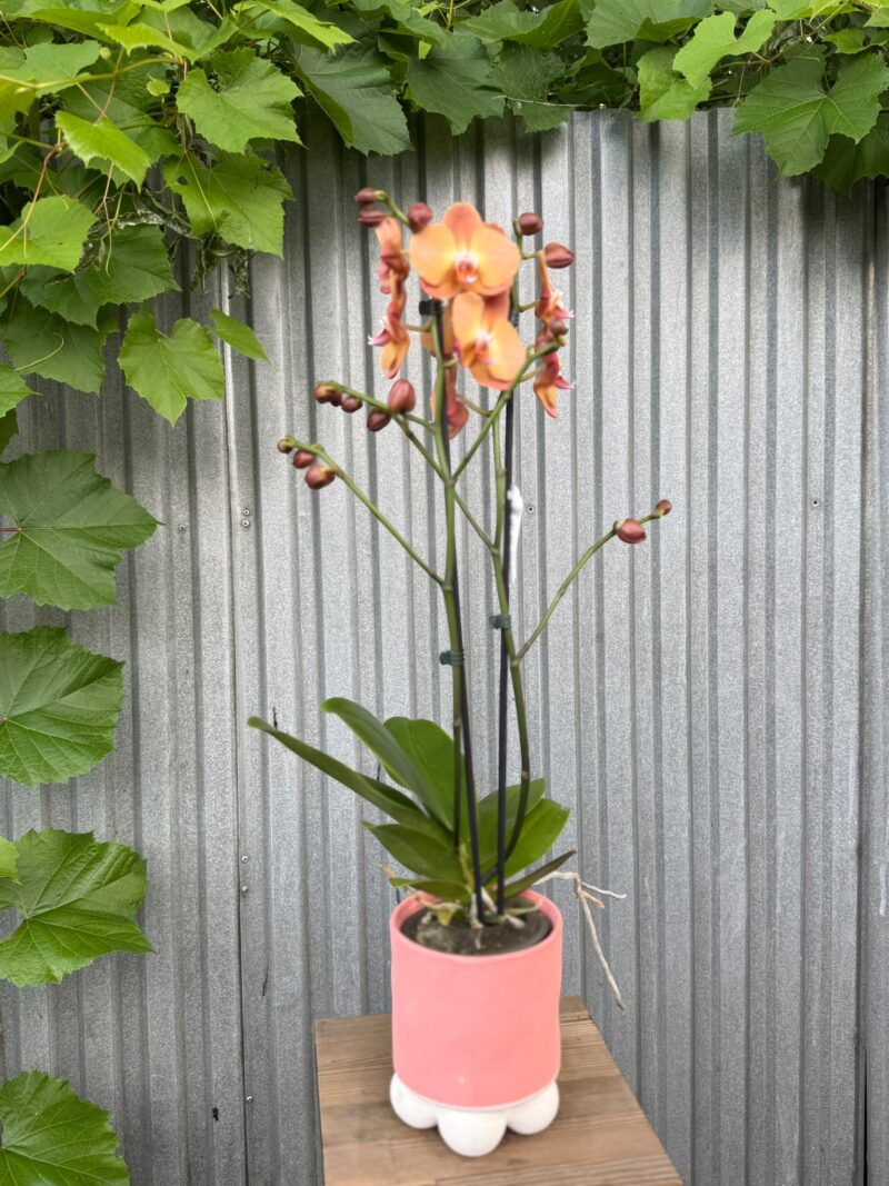 Phalaenopsis Orange Heart | Storczyk