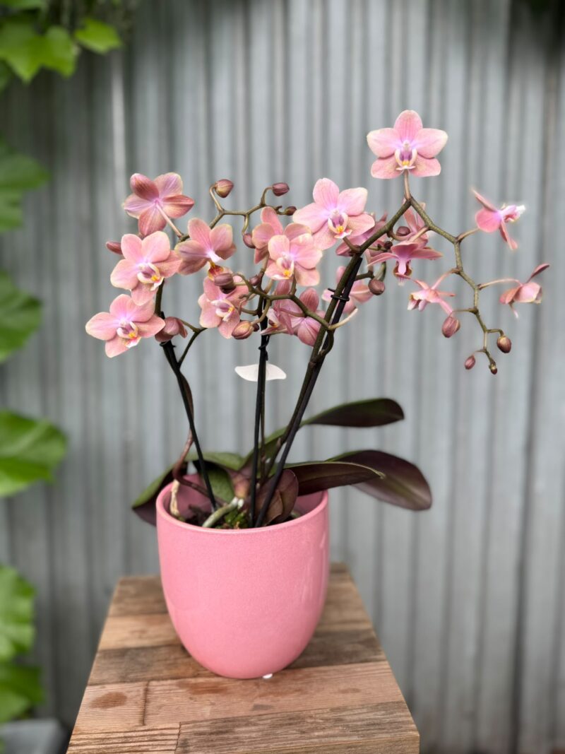 Osłonka ceramiczna różowa 13 cm