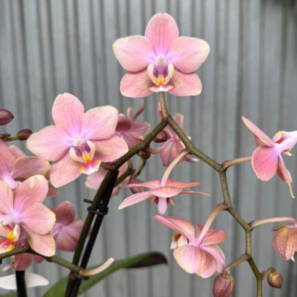 Phalaenopsis Odorion | Storczyk pachnący