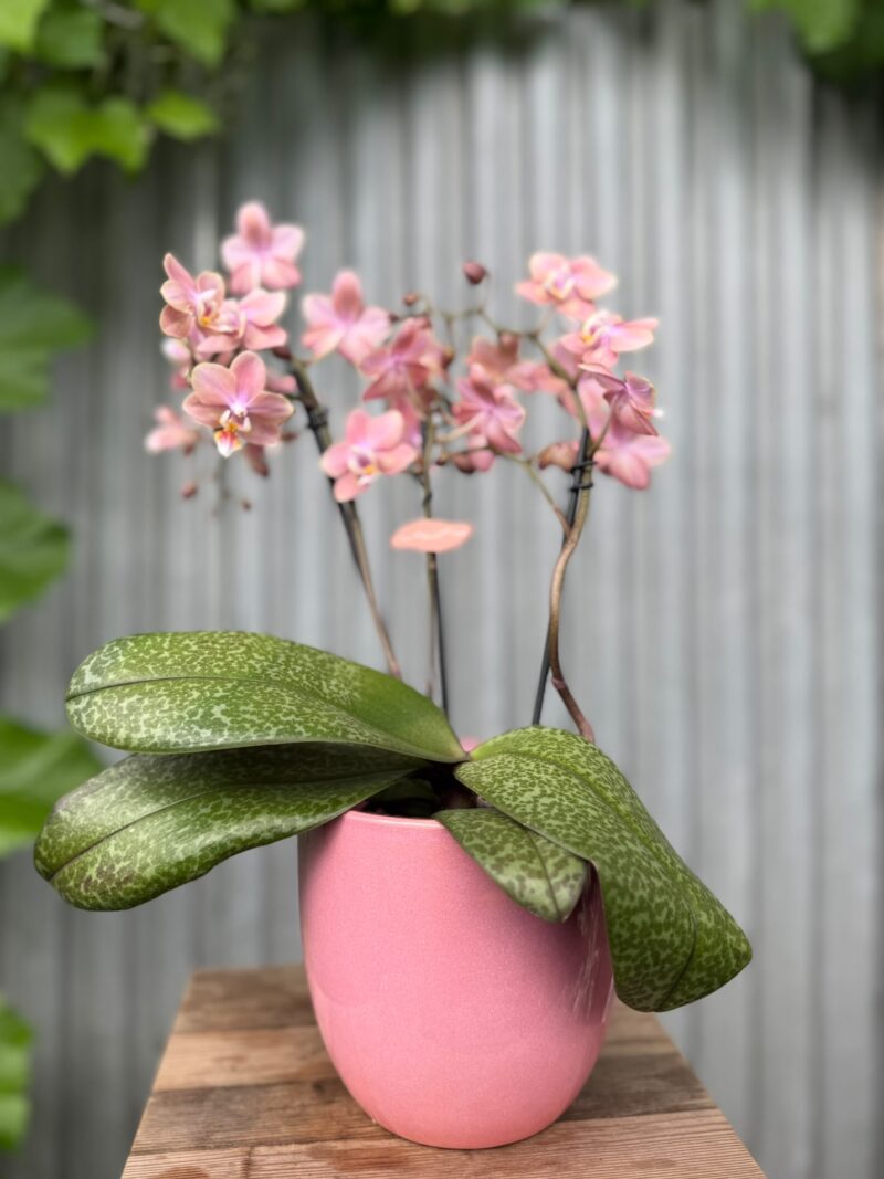 Phalaenopsis Odorion | Storczyk pachnący