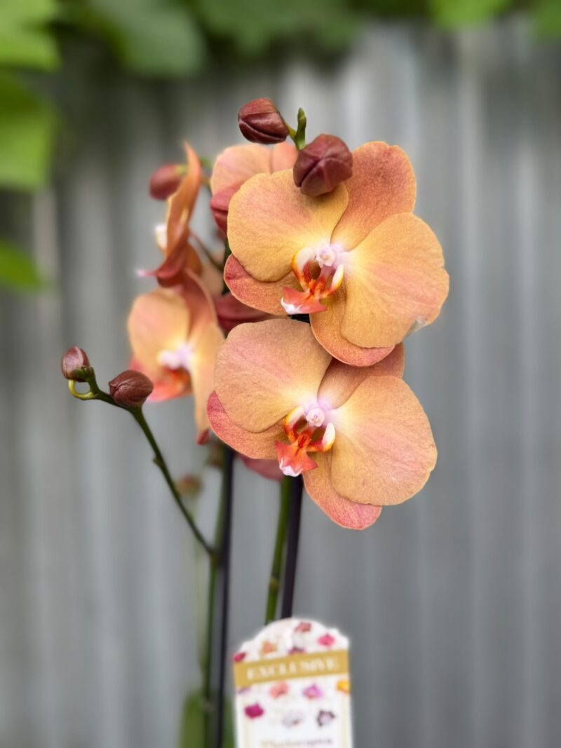 Phalaenopsis Orange Heart | Storczyk