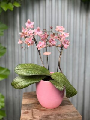 Osłonka ceramiczna różowa 13 cm