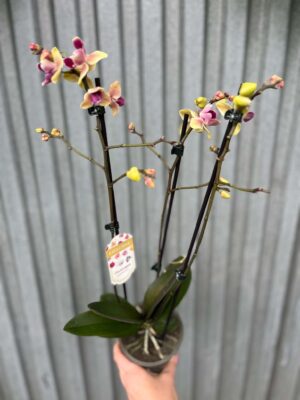 Phalaenopsis Sogo Yellowtris „Lycastopsis” (Prawdopodobnie) | Storczyk przekwitający